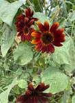 Plant name: Daydream Mixture + Goldy Double Helianthus annuus (files/Image_File/IMG_8466 (1).jpg)